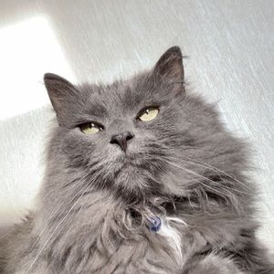 Meet your Posher, Mia